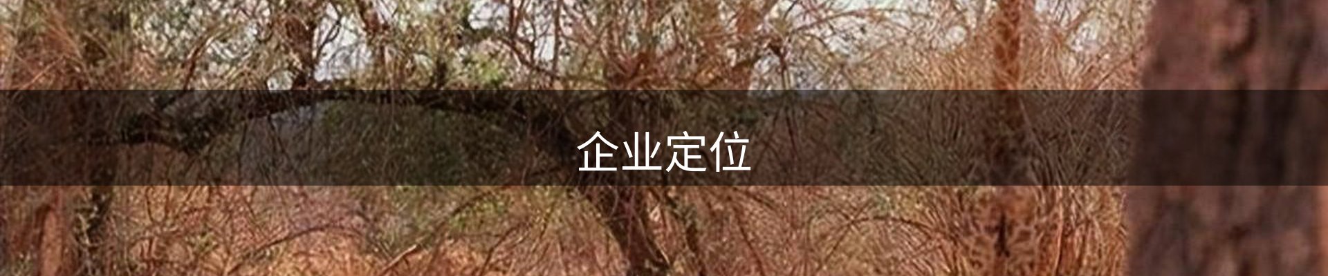 企业定位